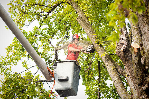 Best Tree Health Inspection  in Monona, WI