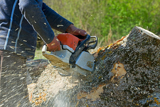 Best Tree Maintenance Programs  in Monona, WI